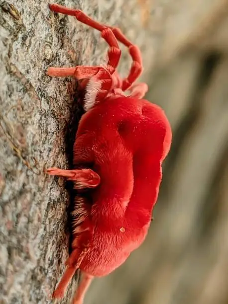 A extreme closeup shot of a hairy Trombidium holosericeum also known as red velvet mite.