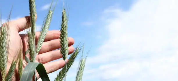the farmer  hand and strokes cereal spikelets against the background of the sky with clouds close-up