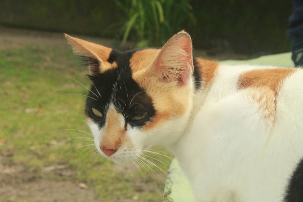cat face looks very serious