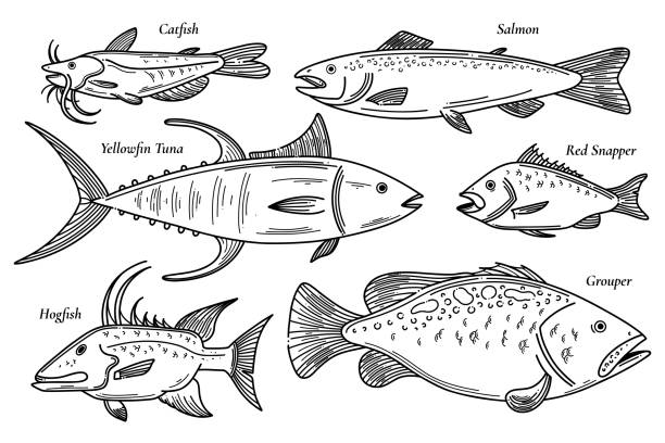 ilustrações, clipart, desenhos animados e ícones de coleção de ilustração de peixe vetorial. scetch conjunto de frutos do mar. catfish, salmon, red snapper, atum yellowfin, garoubre, sufoco de peixes de súmã conjunto de ilustrações de peixe - macaca