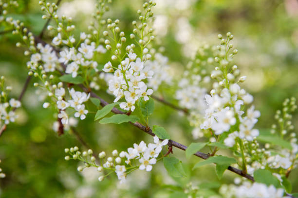 The bird cherry (Prunus padus) stock photo