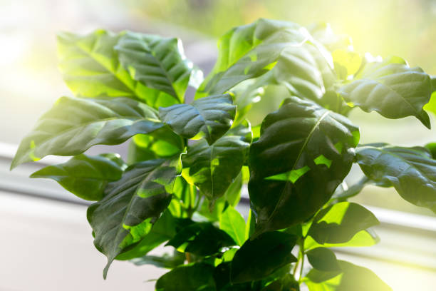 istock Coffee arabica plant in a white ceramic pot 1405209786