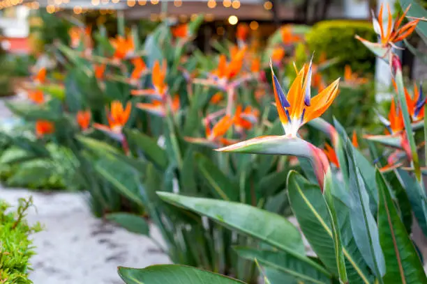 strelitzia, bird of paradise, or crane lily flowers in a park
