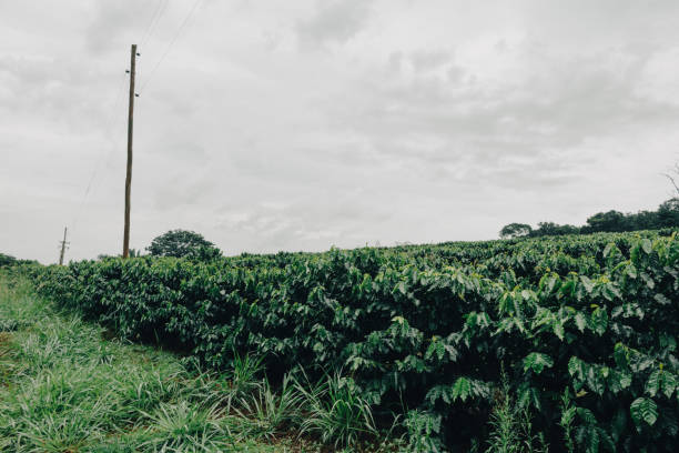 Farm coffee plantation on a cloudy rainy day. Coffee industry farm field.
