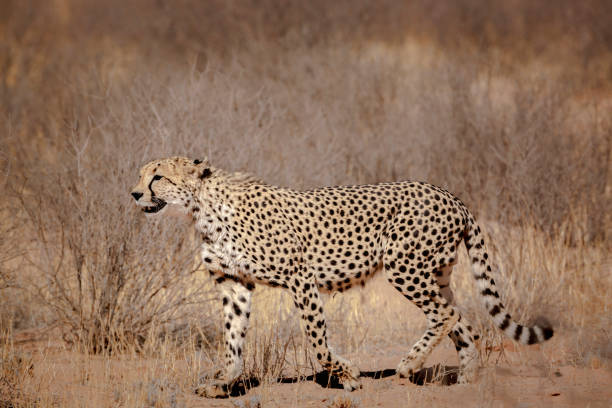 istock Cheetah in Kgalagadi transfrontier park, South Africa 1405212873