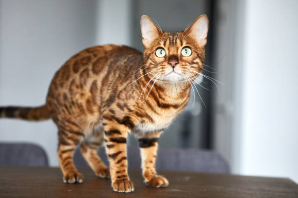 istock beautiful cat standing on the table and looking out the window 1405212920