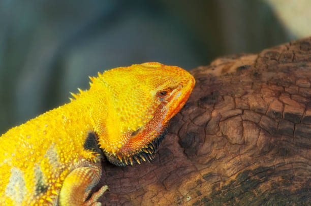 A yellow bearded dragon resting on a log within an enclosure at a nature preserve in Melaka, Malaysia.