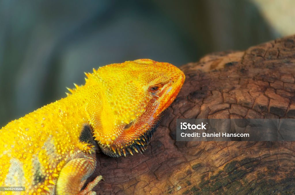 yellow bearded dragon melaka malaysia A yellow bearded dragon resting on a log within an enclosure at a nature preserve in Melaka, Malaysia. Bearded Dragon Stock Photo