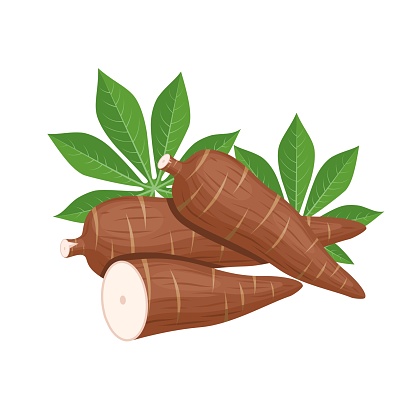 Vector illustration, cassava root (Manihot esculenta, also known as manioc) and leaves, isolated on white background, as a banner, poster or national tapioca day template.