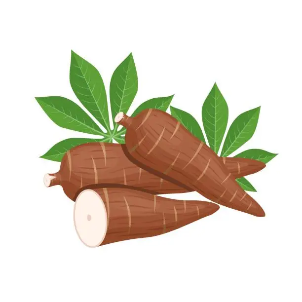 Vector illustration of Vector illustration, cassava root (Manihot esculenta, also known as manioc) and leaves, isolated on white background, as a banner, poster or national tapioca day template.