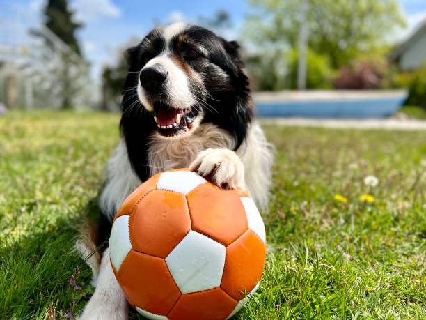 Our Dog Sam loves playing Football