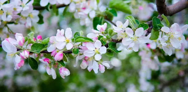 apple tree in bloom.pink and white apple flowers in sunlight outdoor.Blooming apple tree in spring time.