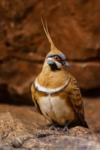 Photo of Spinifex pigeon (Geophaps plumifera), Australia