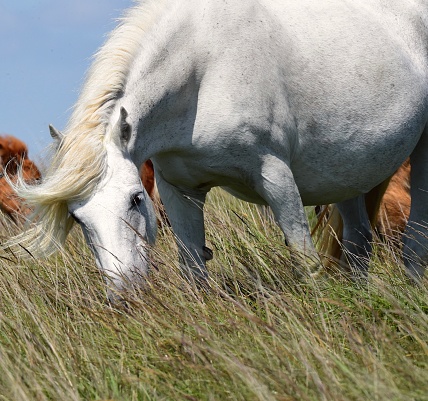 Wild horses in Dartmoor National Park, Devon, England