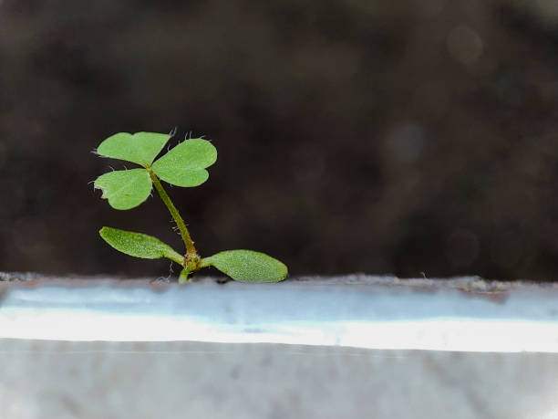 istock Beautiful tiny herbal plant Marsilea crenata or clover leaves 1405221501