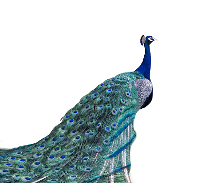 Pájaro pavo real con cola colorida photo