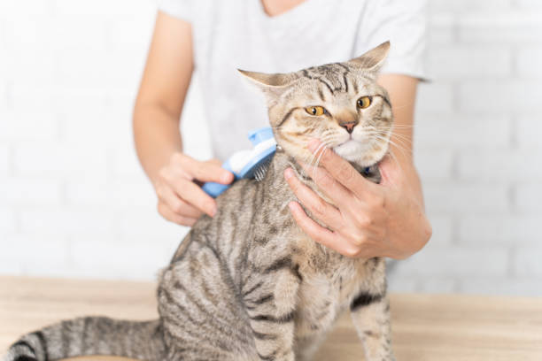 istock Selective focus hand brush cat fur. 1405224022