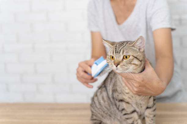 istock Woman combing cat with brush,close up cat face. 1405224028