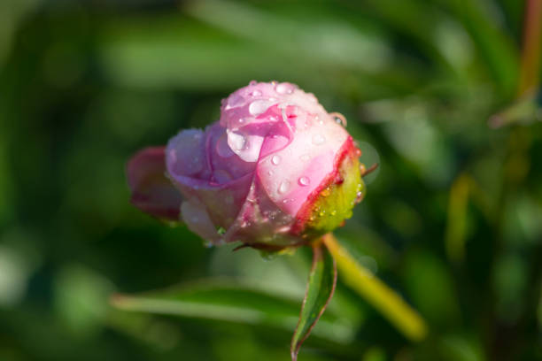 Bonn Germany June 2021 pink blossoming peony against green background in sunlight