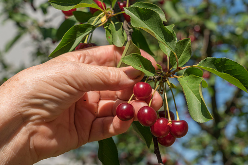 Just hand visible harvesting ripe sour cherries on sunny day. Close up.