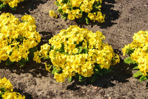 istock Blurred blossom spring yellow Primrose ,primula vulgaris 1405225787