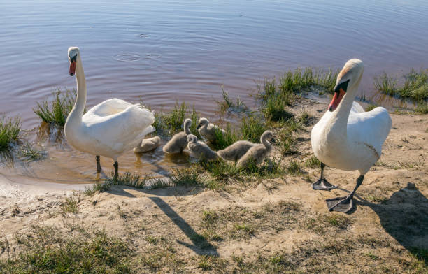 istock Two white swans are guarding their little gray swans. 1405225799