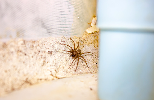 The Home spider living in houses.Spider close-up.Domestic spider living in houses. Huge house spider. Tegenaria atrica. Spider weaver.