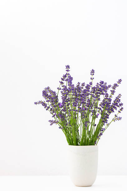 istock Lavender flowers in a vase 1405225904