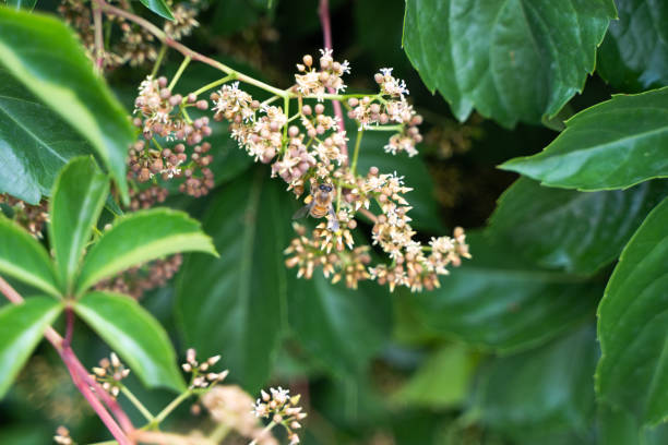 istock Honey bees are flying around 1405226387