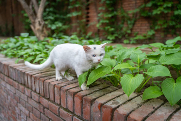 Little white cat walking on steps with fierce expression
