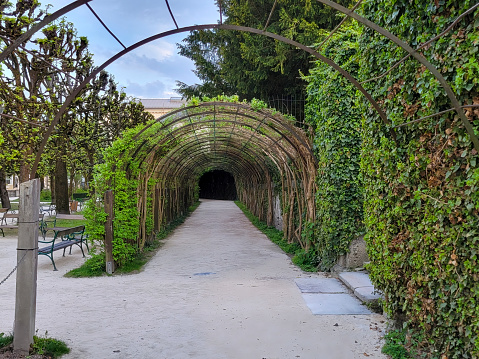 Mirabell gardens in Salzburg, Austria, Europe.  This is the vine tunnel  in front of the main entrance with a young man walking through it.  This image is from May 2022.