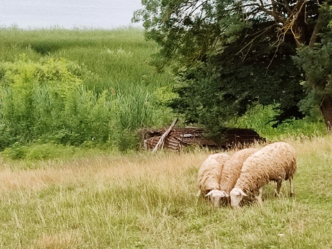 Welsh Corgi working as sheepdog with flock of sheep in a meadow