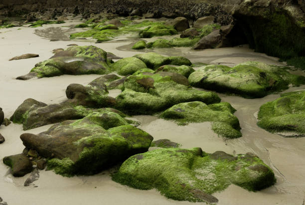 The seabed and its stones covered with silt during the olive.