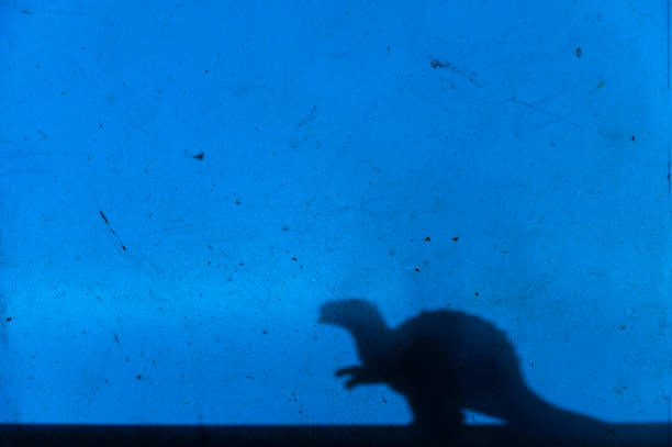 Black silhouette of a dinosaur on a blue wall. A single herbivorous divot. Creative background with a small miniature.  Selective focus. Copy space.