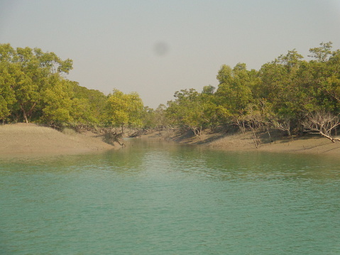 Sundarban forest west bengal india