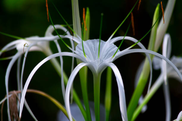 Hymenocallis caribaea Tropical Giant white spider lily stock photo