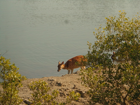 A dear in sundarban river side in West Bengal, india