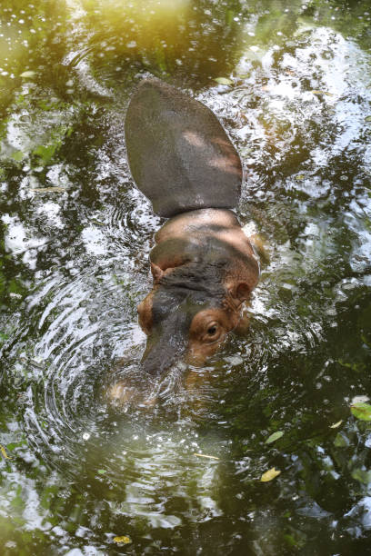 the hippopotamus is swim and rest in the river - hippopotamus amphibian sleeping hippo sleeping imagens e fotografias de stock