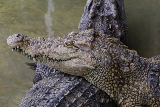 istock Close up head salt crocodile 1405233022