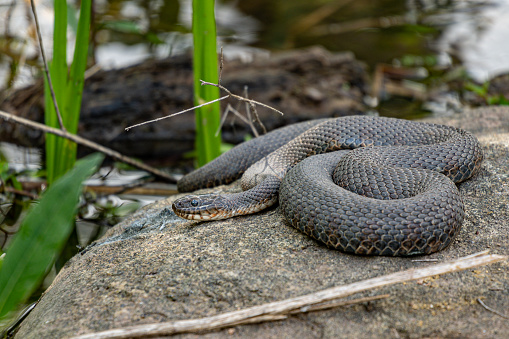 The copper belly water snake resting on the rock near the lake