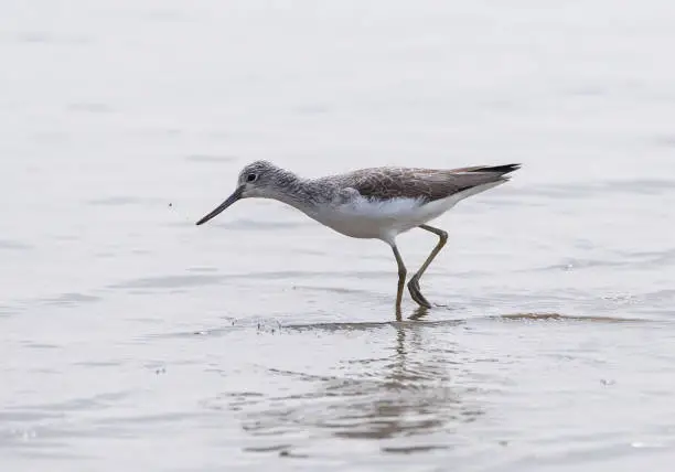 Sandpiper bird walking along a sandy beach