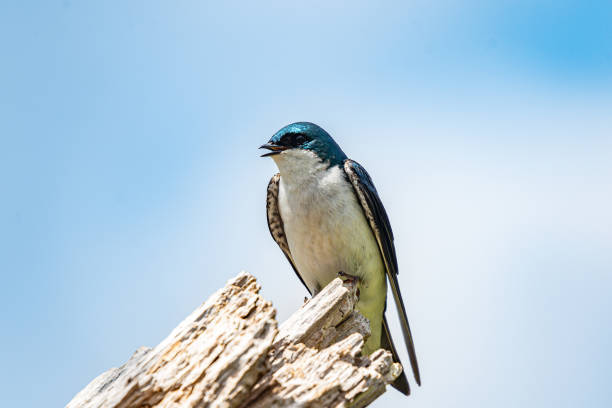 istock Tree swallow sitting on the tree branch on a sunny day in Burlington Canada 1405234938