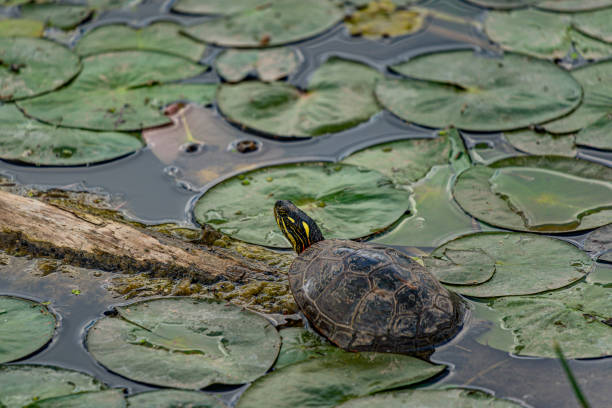 el slider de orejas rojas sentado en el bosque tronco en el lago en un día soleado con agua lilly lotus pads - frog lily pond water fotografías e imágenes de stock