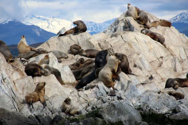 istock Sealions sunbathing in Ushuaia 1405235169