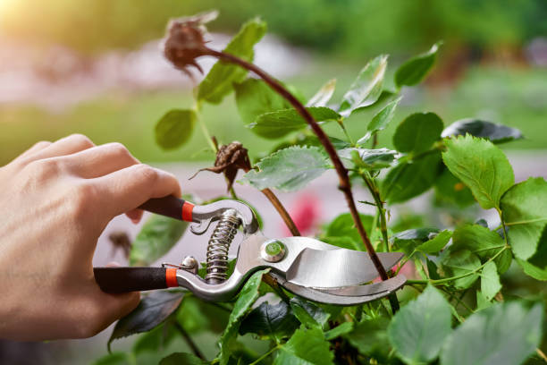 Girl pruning rose bushes with secateurs Girl pruning rose bushes with secateurs pruning shears stock pictures, royalty-free photos & images