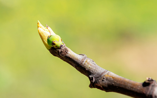 Branch of a fig tree in the spring with little leaf and fig.