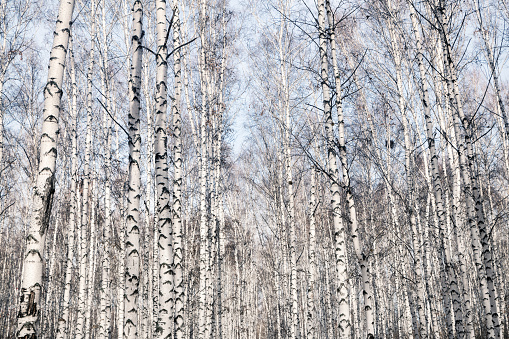 Birch forest against the blue sky. Bare tree trunks without leaves. White birch trees.