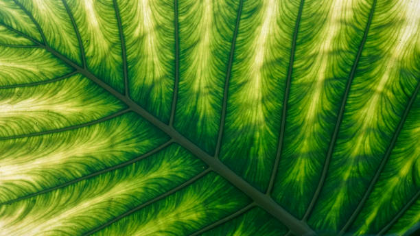 istock Alocasia leaves 1405237856