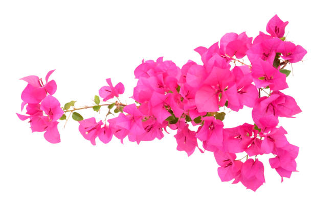 istock Pink Bougainvillea flower isolated on white background. 1405237912