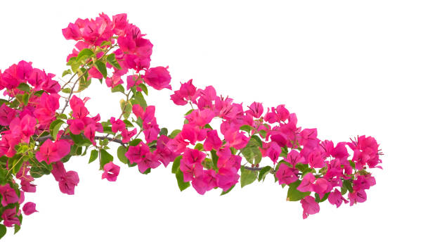 istock Pink Bougainvillea flower isolated on white background. 1405238092